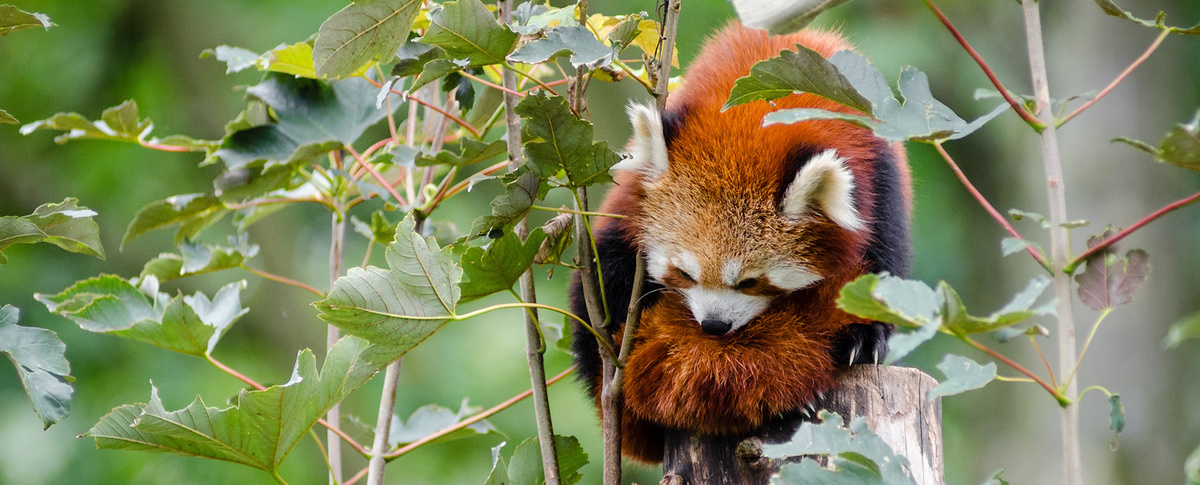 A red panda over a trunk